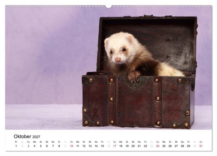 Produktbild: Frettchen - Ferrets (hochwertiger Premium Wandkalender 2027 DIN A2 quer), Kunstdruck in Hochglanz