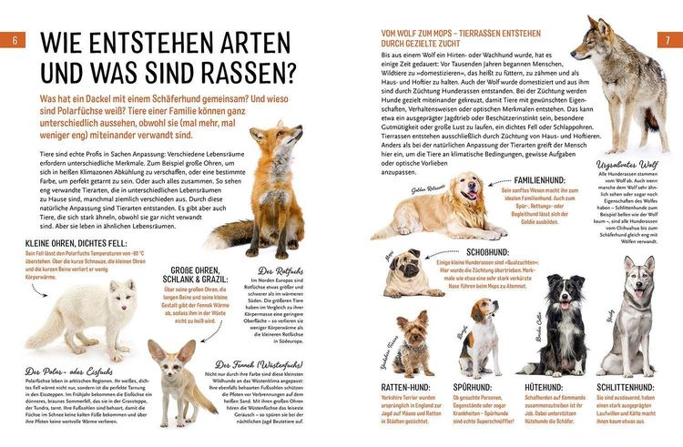 Produktbild: Heimische Tiere und ihre wilden Verwandten