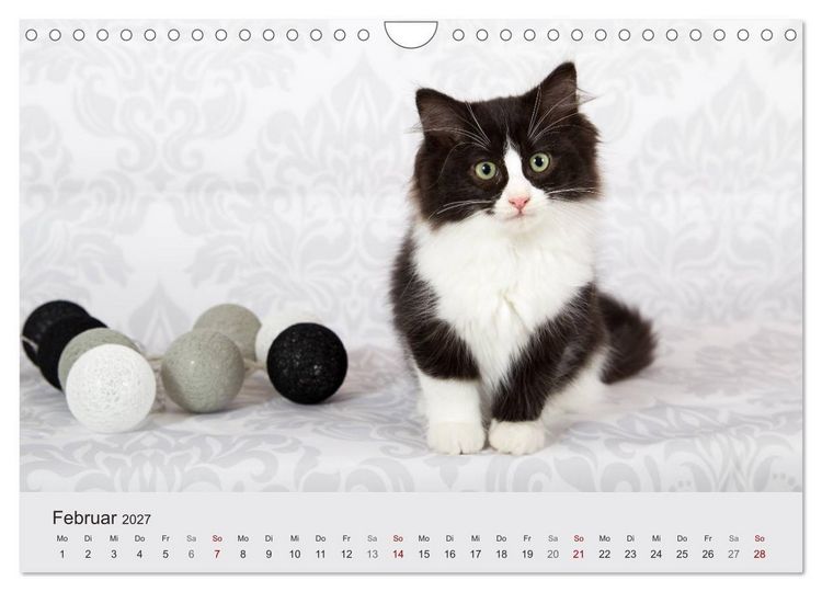 Produktbild: Flauschige Ragdoll Kitten (Wandkalender 2027 DIN A4 quer), CALVENDO Monatskalender