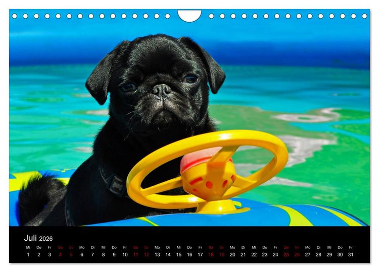 Produktbild: Alles Mops-Kalender 2026 (Wandkalender 2026 DIN A4 quer), CALVENDO Monatskalender