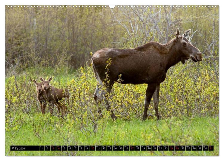 Produktbild: MOOSE Of The Northern Woods (High Quality Premium Wall Calendar 2026 DIN A2 landscape),CALVENDO 12 Month Wall Calendar