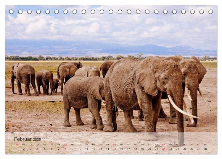 Produktbild: Afrikas sch&ouml;ne Tierwelt (Tischkalender 2026 DIN A5 quer), CALVENDO Monatskalender