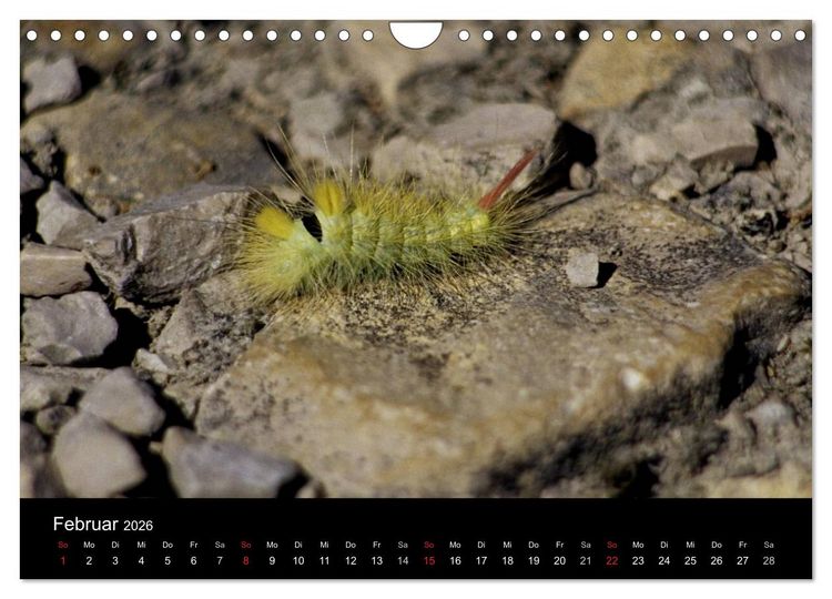 Produktbild: Faszination Schmetterlingsraupen (Wandkalender 2026 DIN A4 quer), CALVENDO Monatskalender