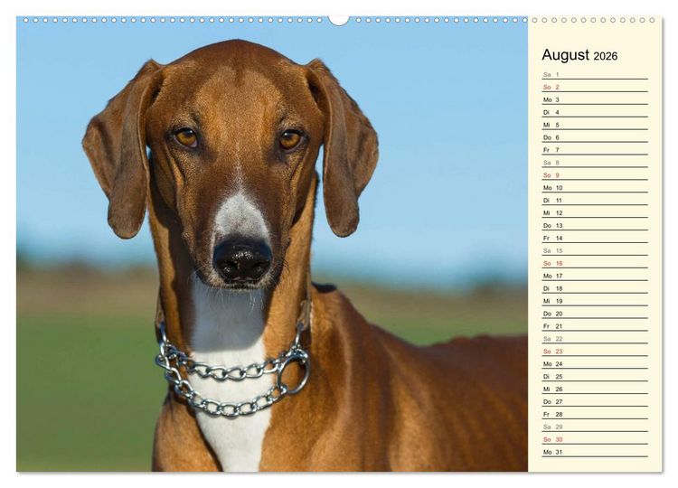 Produktbild: Windhund der W&uuml;ste - Der Azawakh (hochwertiger Premium Wandkalender 2026 DIN A2 quer), Kunstdruck in Hochglanz