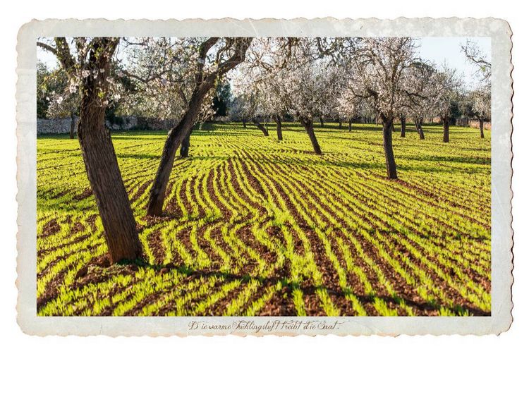 Produktbild: CALVENDO Puzzle Ein Motiv aus dem Kalender Emotionale Momente - Lust auf Landleben auf Mallorca. | 1000 Teile Lege-Gr&ouml;&szlig;e 64x48cm Foto-Puzzle f&uuml;r gl&uuml;ckliche Stunden