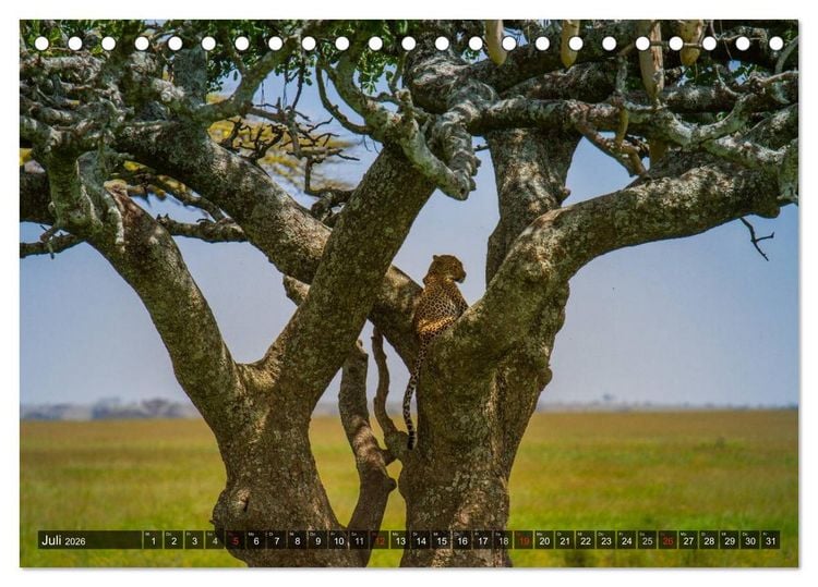 Produktbild: Abenteuer Tansania, Afrika (Tischkalender 2026 DIN A5 quer), CALVENDO Monatskalender