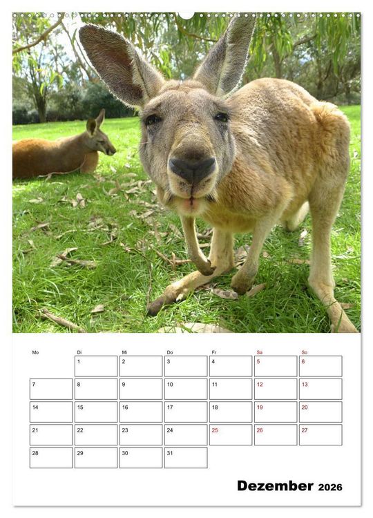Produktbild: Australiens faszinierende Tierwelt (Wandkalender 2026 DIN A2 hoch), CALVENDO Monatskalender