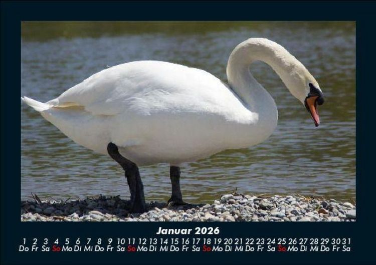 Produktbild: Vogelparadies 2026 Fotokalender DIN A5
