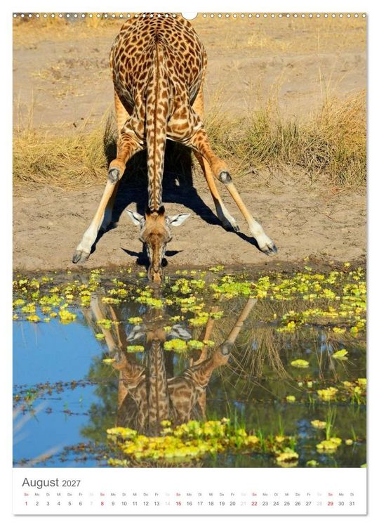 Produktbild: Magie des Augenblicks - Giraffen - Riesen der Savanne (Wandkalender 2027 DIN A2 hoch), CALVENDO Monatskalender