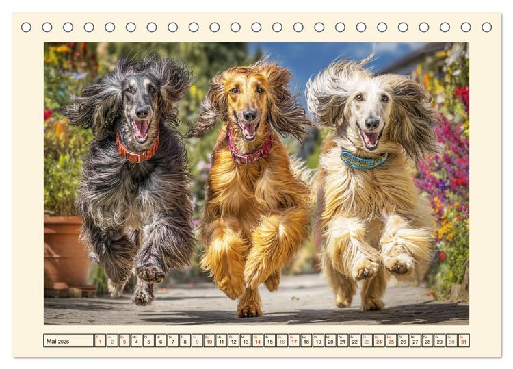 Produktbild: Afghanischer Windhund. Eleganter Sichtj&auml;ger und sensibler Couch-Potatoe (Tischkalender 2026 DIN A5 quer), CALVENDO Monatskalender