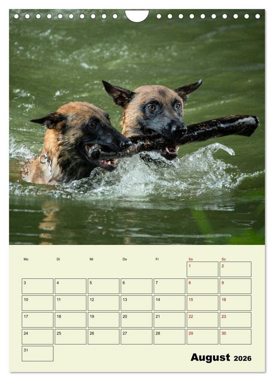 Produktbild: Malinois verl&auml;ssliche Begleiter (Wandkalender 2026 DIN A4 hoch), CALVENDO Monatskalender