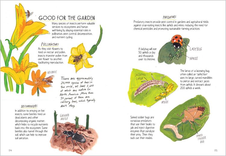 Produktbild: Insect Anatomy