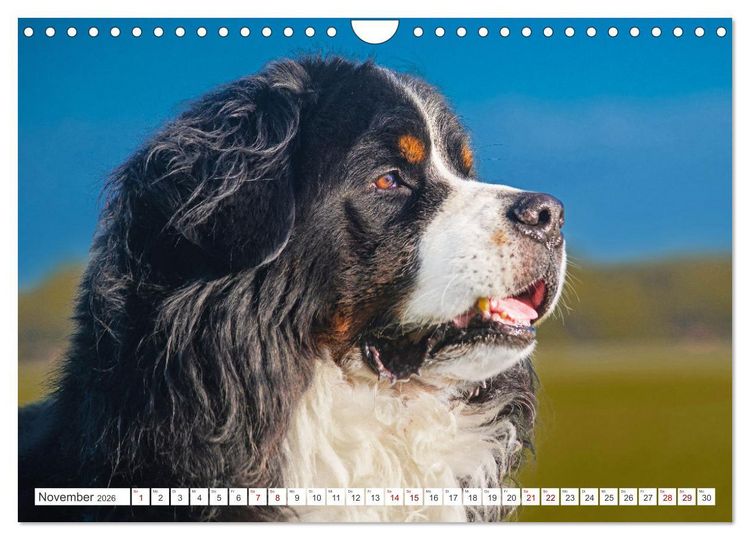 Produktbild: Berner Sennenhund - Ein Freund auf vier Pfoten (Wandkalender 2026 DIN A4 quer), CALVENDO Monatskalender