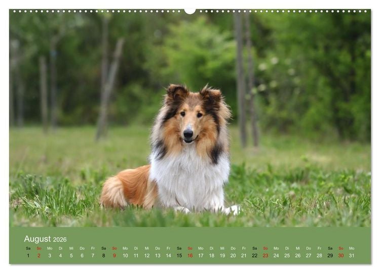 Produktbild: Collies - charmante Herzensbrecher (hochwertiger Premium Wandkalender 2026 DIN A2 quer), Kunstdruck in Hochglanz
