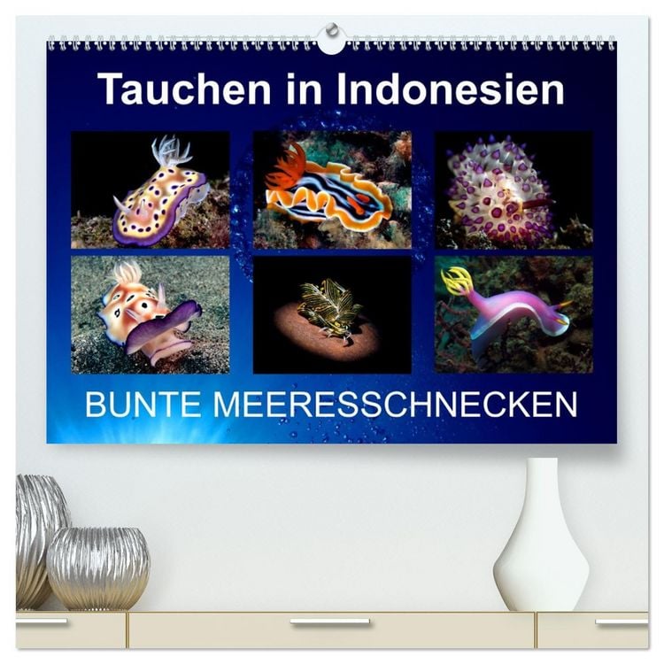 Produktbild: Tauchen in Indonesien - BUNTE MEERESSCHNECKEN (hochwertiger Premium Wandkalender 2026 DIN A2 quer), Kunstdruck in Hochglanz
