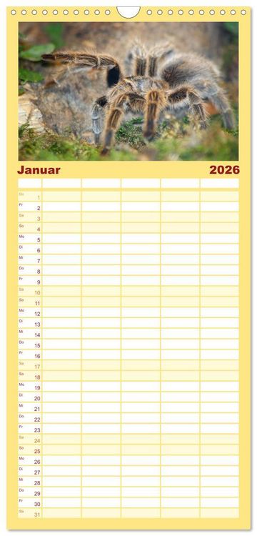Produktbild: Familienplaner 2026 - Vogelspinnen mit 5 Spalten (Wandkalender, 21 x 45 cm) CALVENDO