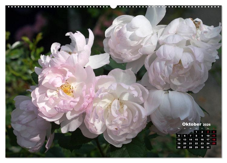 Produktbild: Magie der Rosen (hochwertiger Premium Wandkalender 2026 DIN A2 quer), Kunstdruck in Hochglanz