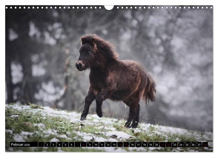 Produktbild: Shetlandpony Kalender (Wandkalender 2026 DIN A3 quer), CALVENDO Monatskalender