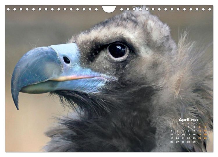 Produktbild: GEIERPORTR&Auml;TS (Wandkalender 2027 DIN A4 quer), CALVENDO Monatskalender