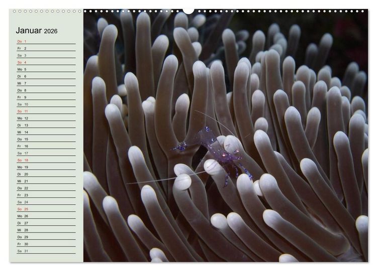 Produktbild: Die Welt der Riffe. Seesterne, Korallen, Anemonen (Wandkalender 2026 DIN A2 quer), CALVENDO Monatskalender