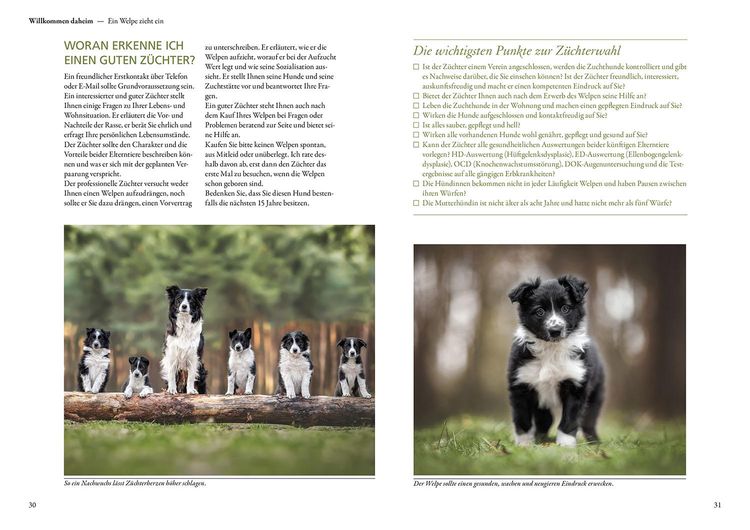 Produktbild: Border Collie