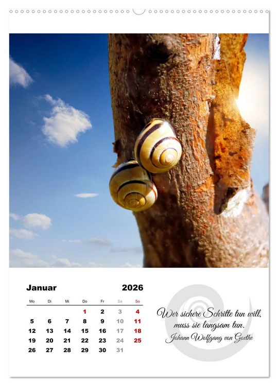 Produktbild: Schnecklein (Wandkalender 2026 DIN A2 hoch), CALVENDO Monatskalender