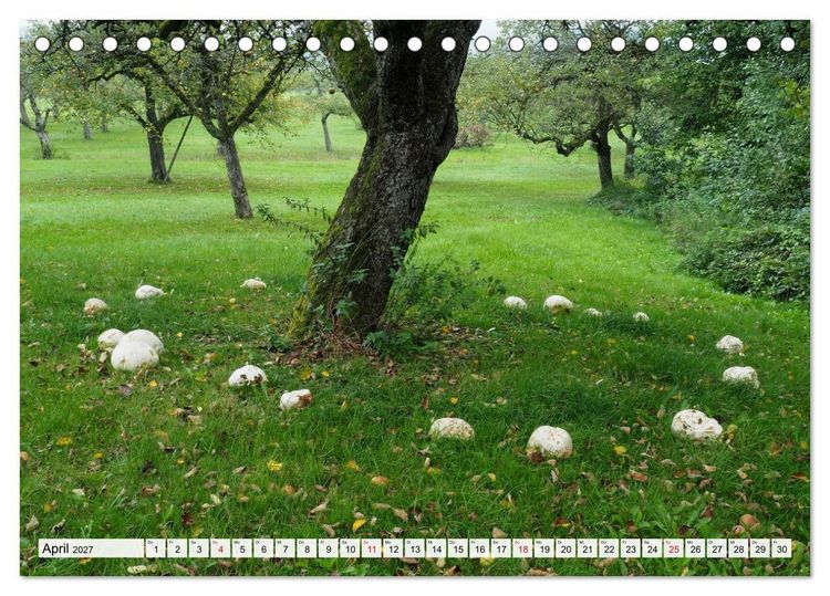 Produktbild: Pilze - tolle Funde (Tischkalender 2027 DIN A5 quer), CALVENDO Monatskalender