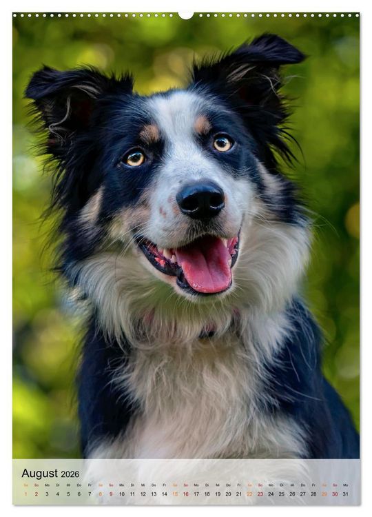 Produktbild: Hunde - treu und ehrlich (Wandkalender 2026 DIN A2 hoch), CALVENDO Monatskalender