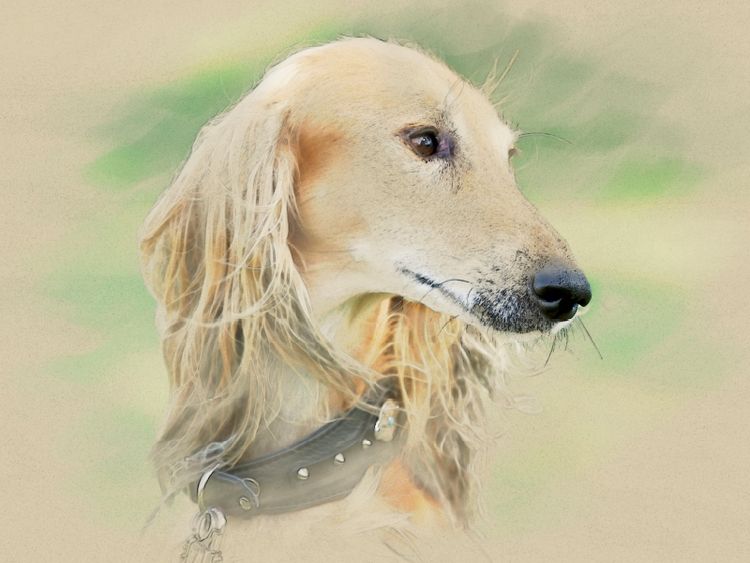 Produktbild: CALVENDO Puzzle Ein Motiv aus dem Kalender Saluki Portraits | 1000 Teile Lege-Gr&ouml;&szlig;e 64x48cm Foto-Puzzle f&uuml;r gl&uuml;ckliche Stunden
