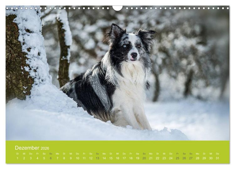 Produktbild: Traumschnauzen (Wandkalender 2026 DIN A3 quer), CALVENDO Monatskalender