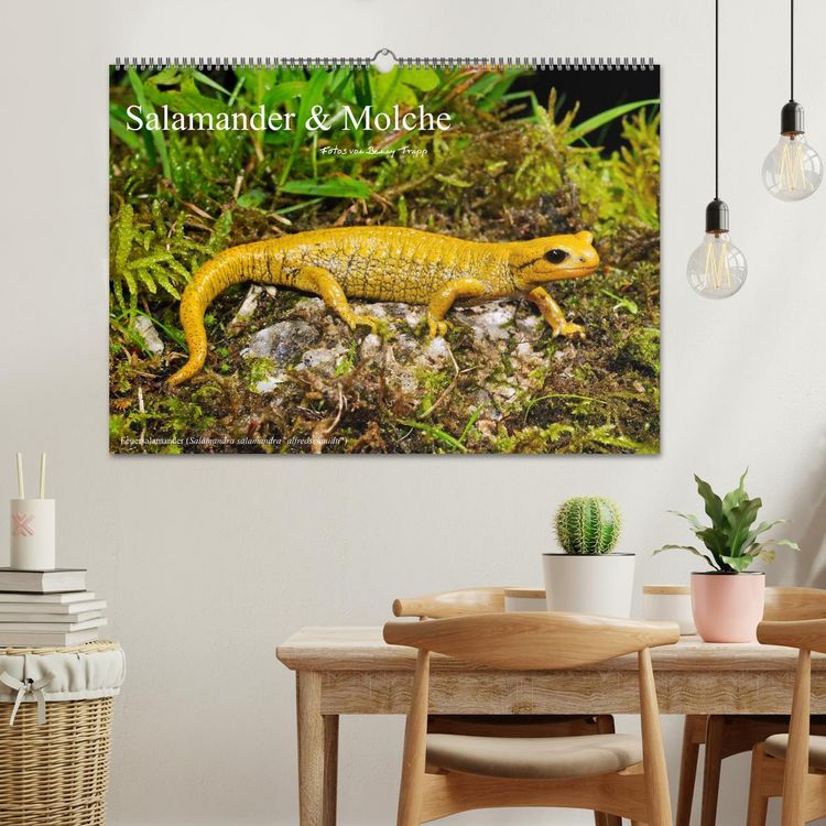 Produktbild: Salamander und Molche (Wandkalender 2026 DIN A2 quer), CALVENDO Monatskalender