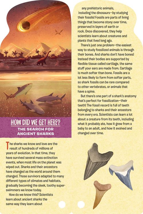 Produktbild: Fandex Kids: Sharks