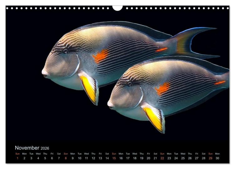 Produktbild: Water Dreams-journey through the sea (Wall Calendar 2026 DIN A3 landscape), CALVENDO 12 Month Wall Calendar