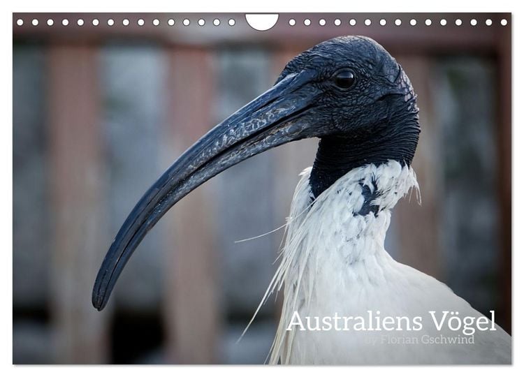 Produktbild: Australiens V&ouml;gel (Wandkalender 2026 DIN A4 quer), CALVENDO Monatskalender