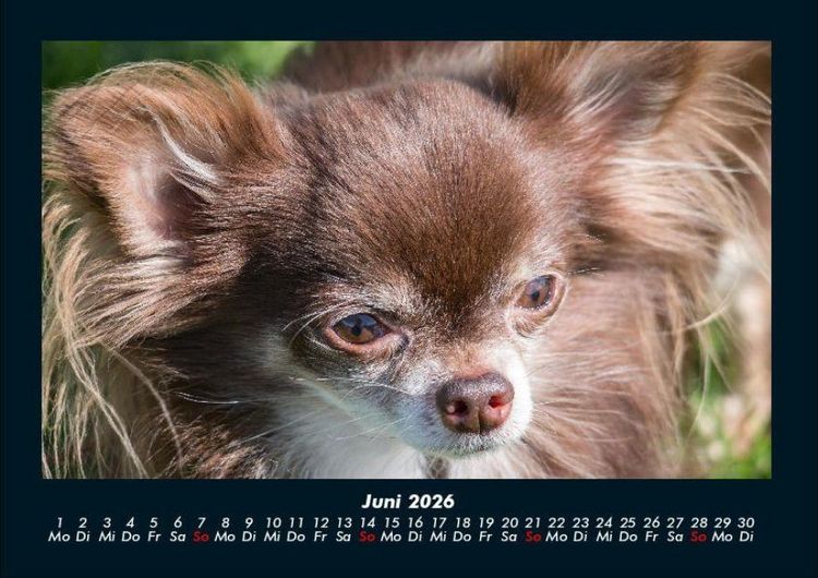 Produktbild: Hundezauber 2026 Fotokalender DIN A4