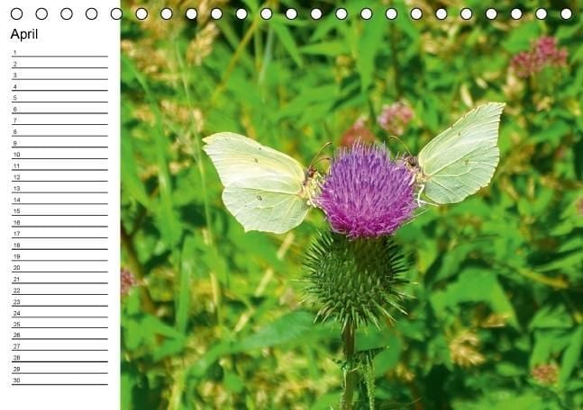Produktbild: Heimische Schmetterlinge / Geburtstagskalender (Tischkalender immerw&auml;hrend DIN A5 quer)