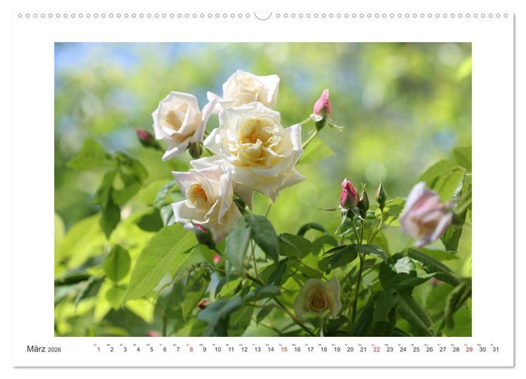 Produktbild: Rosenlust (Wandkalender 2026 DIN A2 quer), CALVENDO Monatskalender
