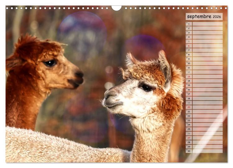 Produktbild: Alpagas, doudous aux coiffures sauvages (Calendrier mural 2026 DIN A3 vertical), CALVENDO calendrier mensuel