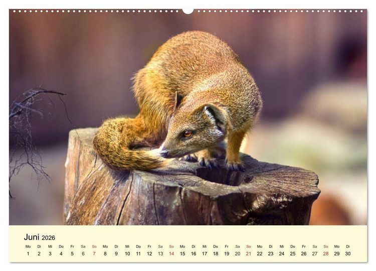 Produktbild: Scheue Wildtiere in heimischen W&auml;ldern und Bergen (hochwertiger Premium Wandkalender 2026 DIN A2 quer), Kunstdruck in Hochglanz