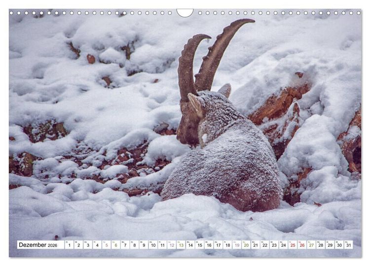 Produktbild: Steinb&ouml;cke - imposante Tiere (Wandkalender 2026 DIN A3 quer), CALVENDO Monatskalender