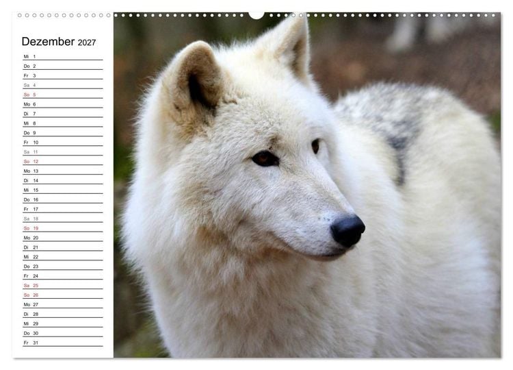 Produktbild: Im Rudel Zuhause - Der Wolf (hochwertiger Premium Wandkalender 2027 DIN A2 quer), Kunstdruck in Hochglanz