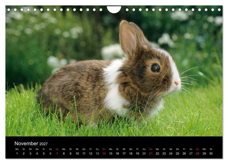 Produktbild: Zwergkaninchen (Wandkalender 2027 DIN A4 quer), CALVENDO Monatskalender