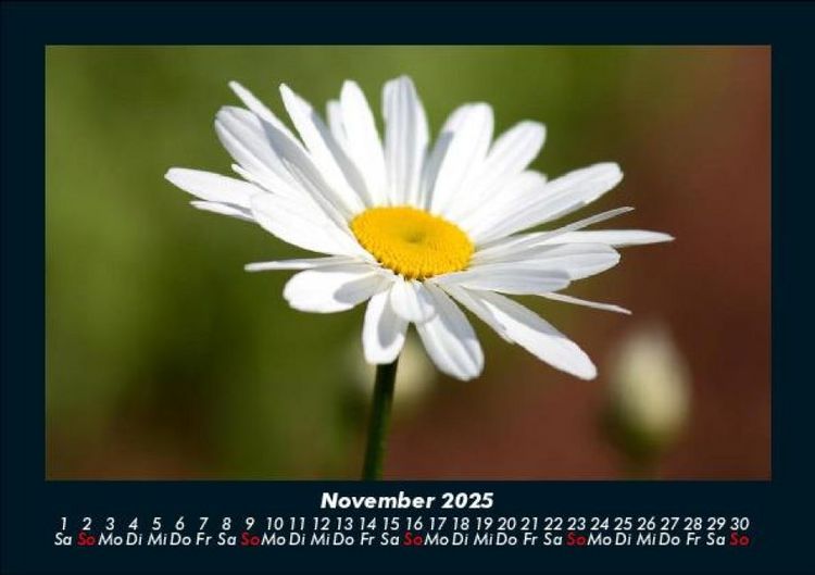 Produktbild: Blumenträume 2025 Fotokalender DIN A5