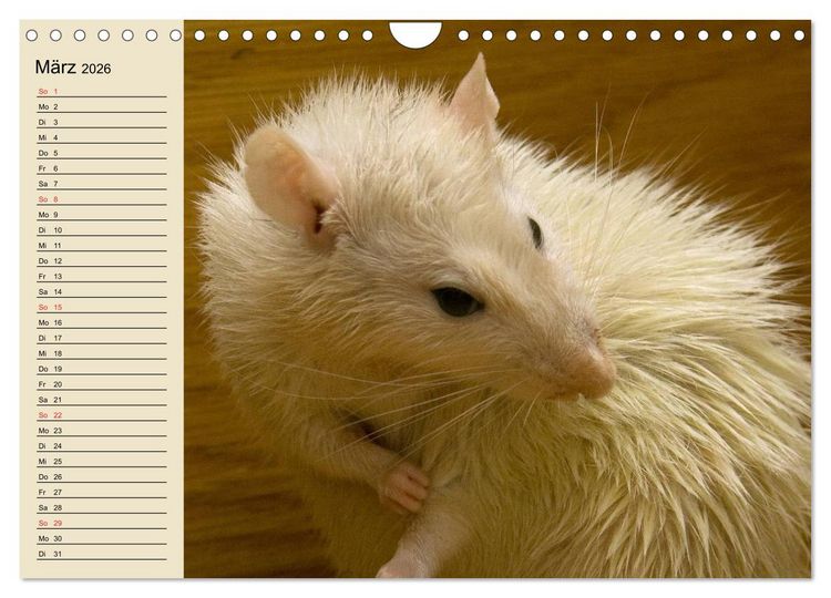 Produktbild: Ratten. Gelehrige Haustiere (Wandkalender 2026 DIN A4 quer), CALVENDO Monatskalender