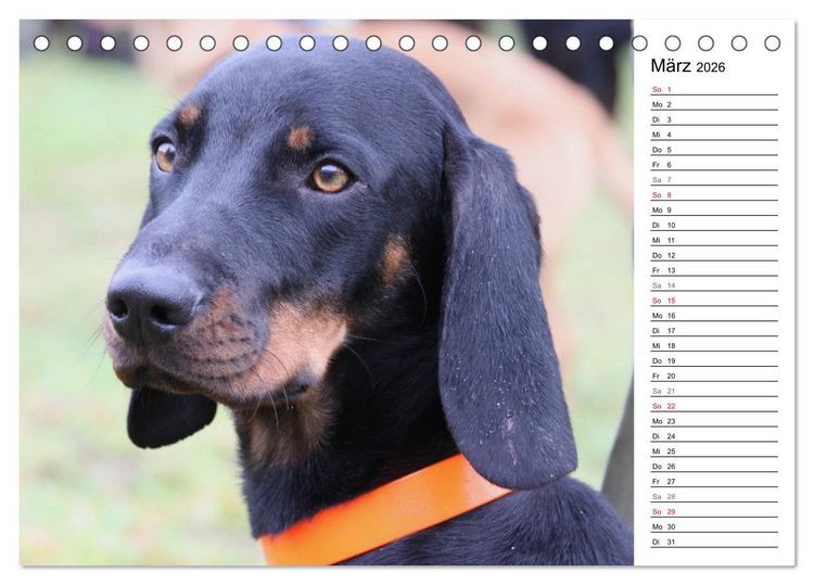 Produktbild: Der Brandlbracken-Terminplaner (Tischkalender 2026 DIN A5 quer), CALVENDO Monatskalender