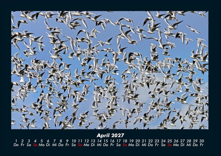 Produktbild: V&ouml;gel 2027 Fotokalender DIN A4
