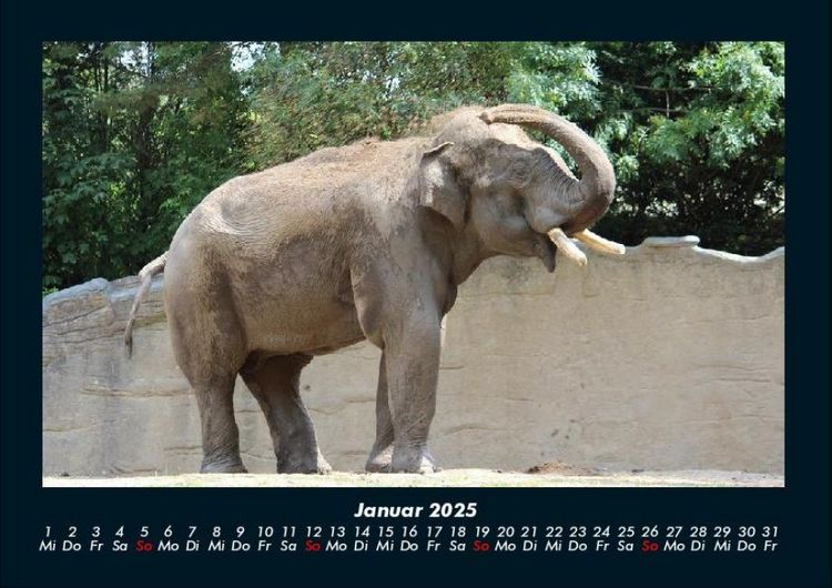 Produktbild: Elefanten - Die sanften Riesen Afrikas 2025 Fotokalender DIN A4