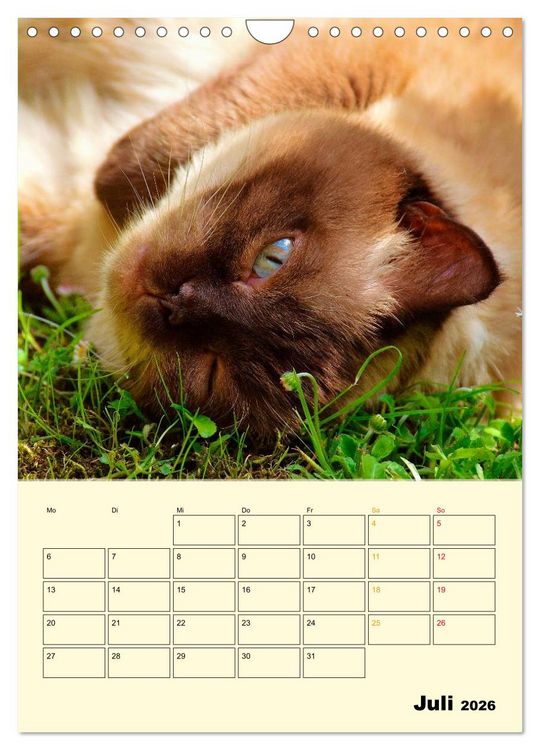 Produktbild: K&auml;tzchen - Theater (Wandkalender 2026 DIN A4 hoch), CALVENDO Monatskalender