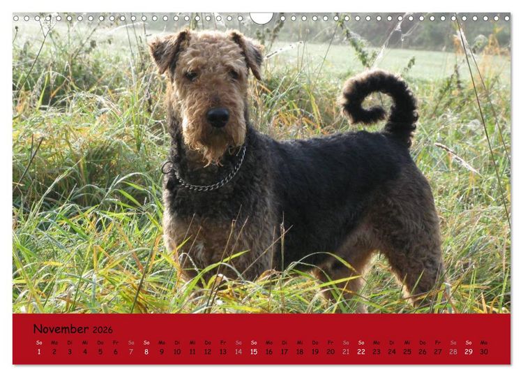Produktbild: Airedale Terrier (Wandkalender 2026 DIN A3 quer), CALVENDO Monatskalender