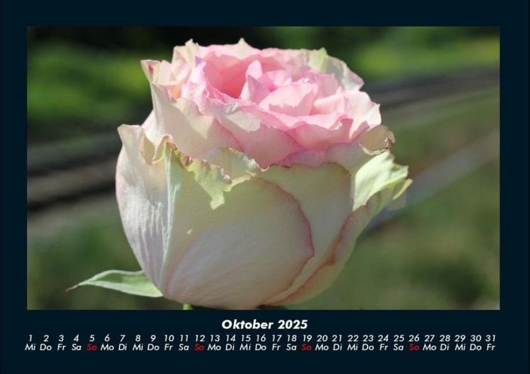 Produktbild: Blumentraum 2025 Fotokalender DIN A4